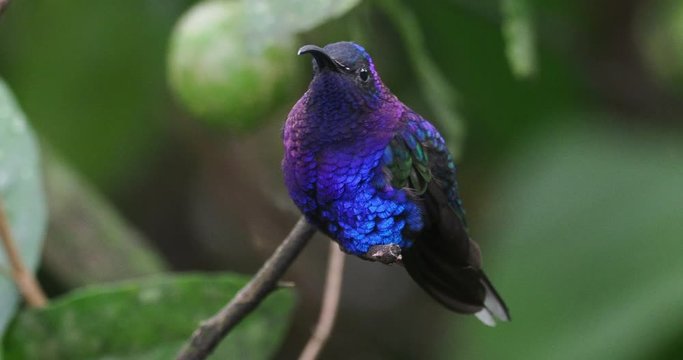 Violet Sabrewing - Campylopterus hemileucurus very large hummingbird native to southern Mexico and Central America as far as Costa Rica and Panama.