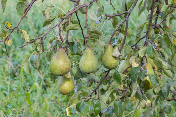 Harvest ripe tasty pears on a tree in the garden