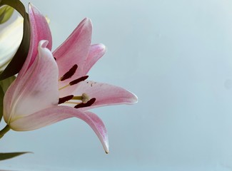 pink lily on black background