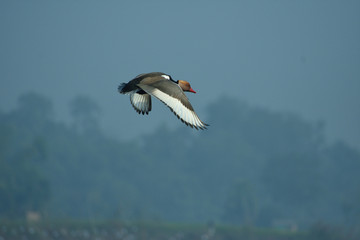 a male red crested pochard is flying around the chupi lake .