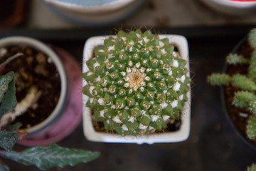 close up macro top view of small green Mammillaria bucareliensis or Erusamu snow white cactus in pot decorate a mini garden in backyard . succulent plant minimal style tropical environment .