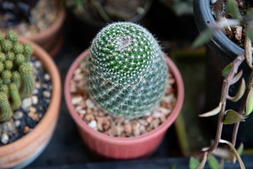close up macro small green Mammillari cactus in pot decorate a mini garden in backyard . succulent plant with sharp thorn minimal style and tropical environment .