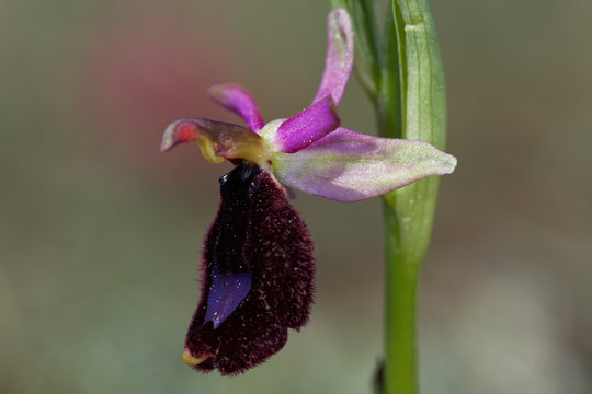 Bertoloni's Bee Orchid in Cape Kamenjak, Croatia