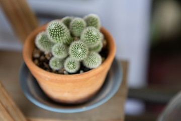 close up macro top view Mammillaria cactus in wooden pot . succulent plant with sharp thorn minimal style , images has shallow depth of field .