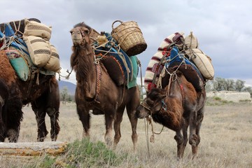 Load-carrying brown camels.