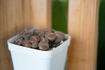 close up macro Estopolis cactus in pot . succulent plant minimal style ,