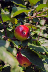 Red apples growing on tree branches. Green living and eco-friendly products. Apple Day. Planting trees. The concept of agriculture, healthy eating, organic food