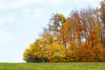 Naklejka premium Fall forest with colourful trees, meadow and blue sky.