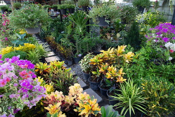 flower plant garden . nature tropical tree