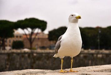 Photo of a seagull that sits on a stone bridge.
