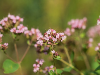 pink wildflowers close up view. nature background