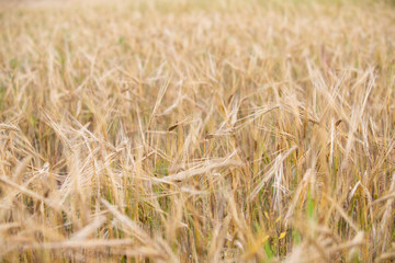 Young wheat grows on the field.