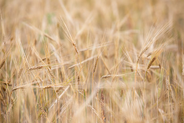 Young wheat grows on the field.