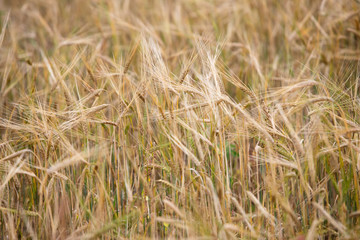 Young wheat grows on the field.