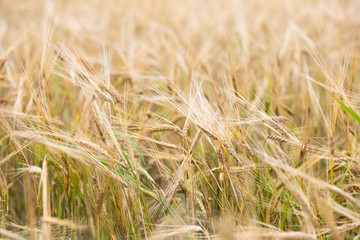 Young wheat grows on the field.