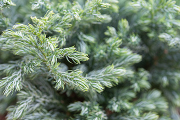 Christmas background, Blue creeping fir tree, closeup