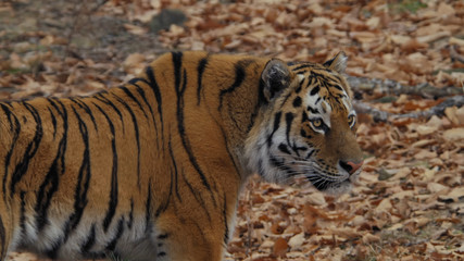 tiger in zoo