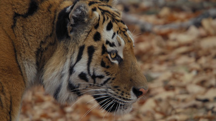 portrait of a tiger