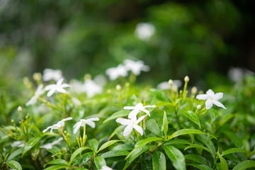 Gardenia jasminoides in garden. beautiful flower background