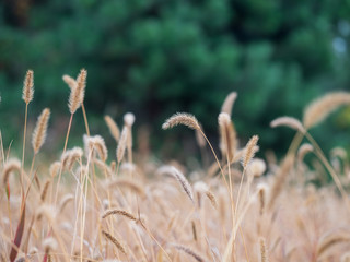 Field with plant called Timothy grass, Phleum pratense in Autumn, Green forest in blurred background