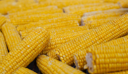 Many ears of yellow corn cooked on a large grill