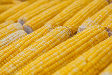 Many ears of yellow corn cooked on a large grill
