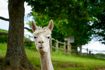 Alpacas sitting in a green grass field