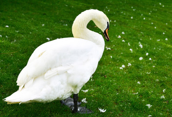 White swan walks on the grass in the park.