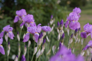 purple flowers in garden
