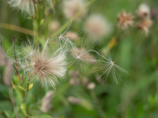 dandelion on background of green grass. The wind blows away dandelion seeds.