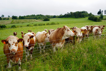 Lots of cows along a  fence in a farm field