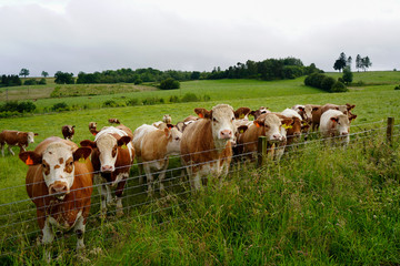 Lots of cows along a  fence in a farm field
