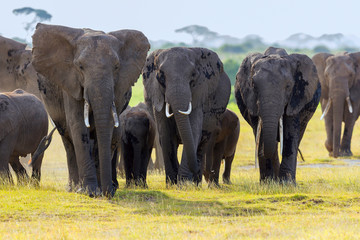 Elephant herd, Amboseli, Africa