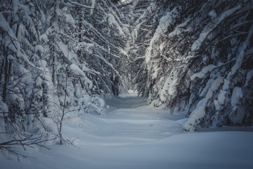 Winter forest in Russia