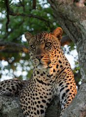 Male leopard sitting on a tree, Masaimara, Africa