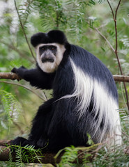 Colobus monkey, Lake Naivasha, Africa