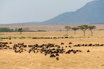 Fototapeta na wymiar Wildebeest pack during great migration, Masaimara, Africa