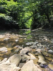 river in the forest