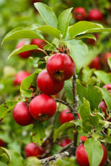 Beautiful view of home garden park with lovely apples in trees.
