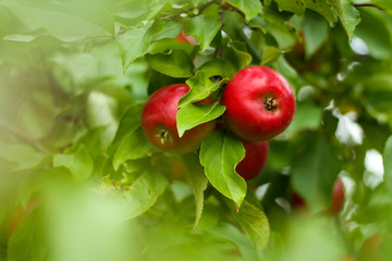Beautiful view of home garden park with lovely apples in trees.