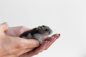 Christmas card 2020. New Year calendar 2020, New Year 2020 - year of the rat