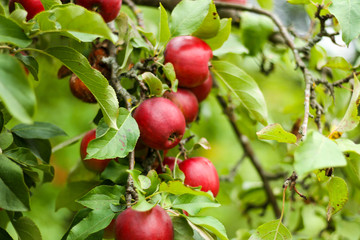 Beautiful view of home garden park with lovely apples in trees.