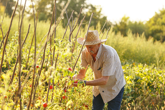 Senior man growing cherry tomatoes in a small home farm. - Powered by Adobe