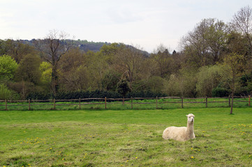 Alpacas sitting in a green grass field