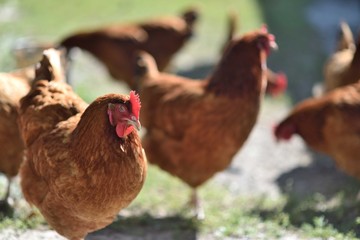 Group of red hens wandering free around the farm