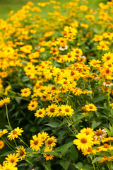 Obraz premium Small yellow flowers blooming on a small countryside park, yard