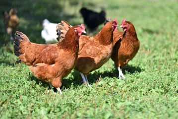 Group of red hens wandering free around the farm