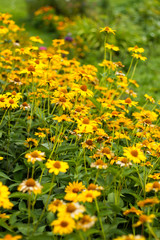 Fototapeta premium Small yellow flowers blooming on a small countryside park, yard