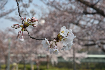 桜ノ宮の桜