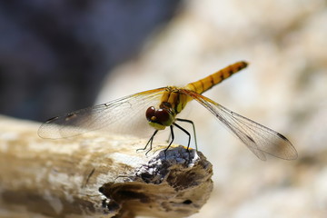 Colorful dragonfly on the wooden stick closeup on blurred background.
